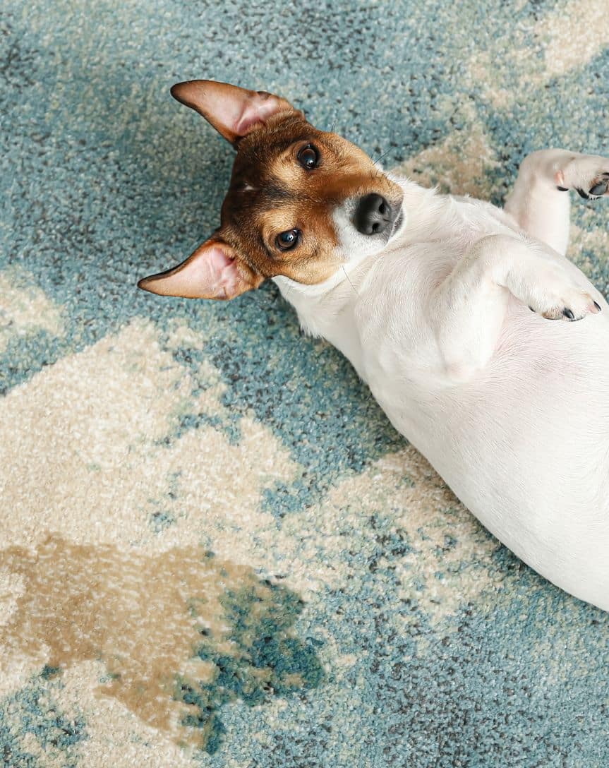 Marketing Link case study SEO, Google ads