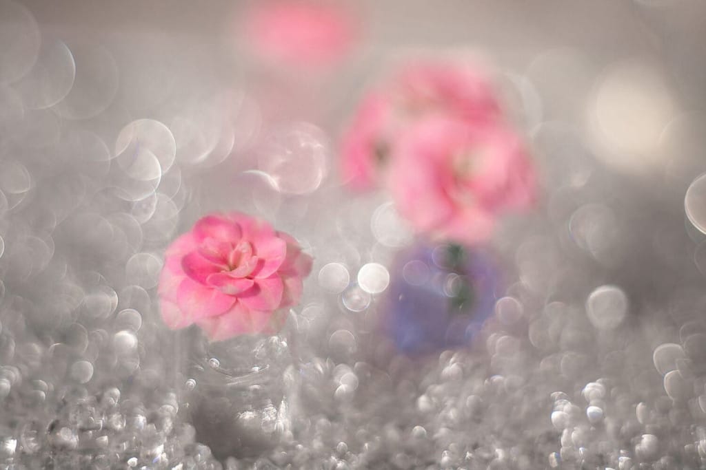 приклад жирного боке