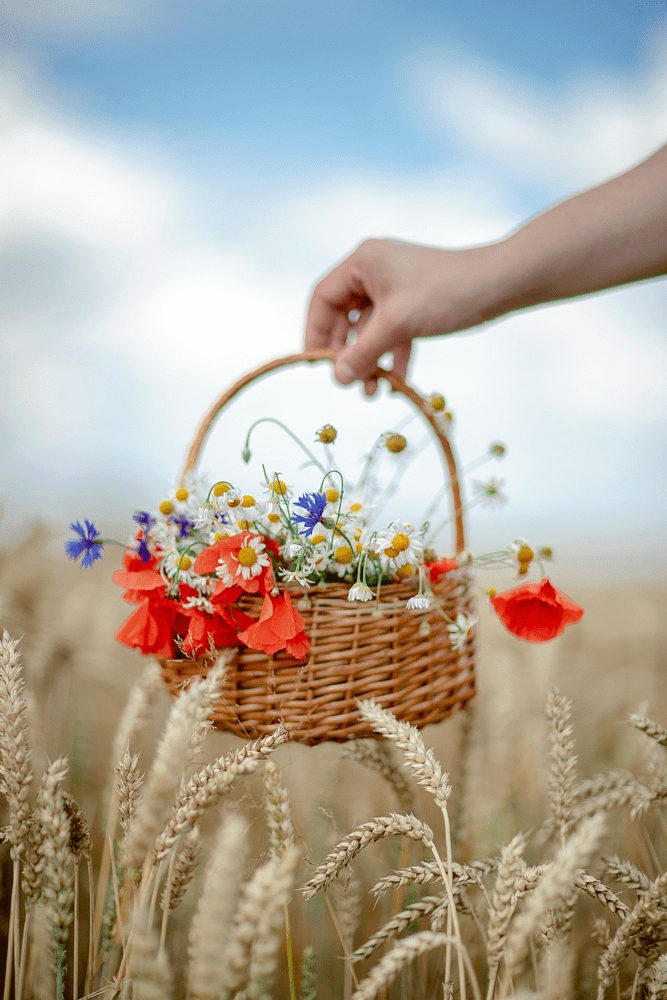 маки та пшениця