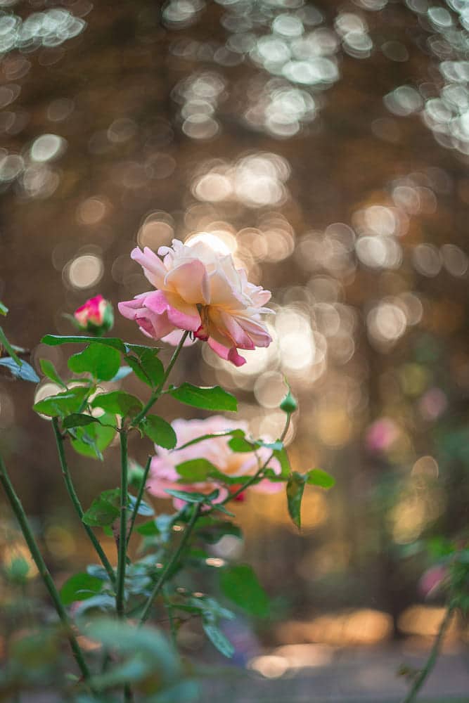 квіти та боке