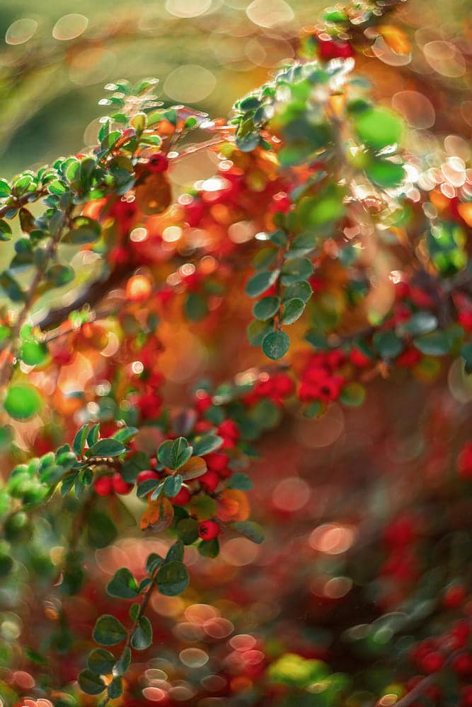 Боке осінь барбарис