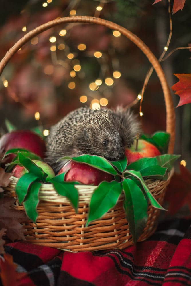 їжак восени