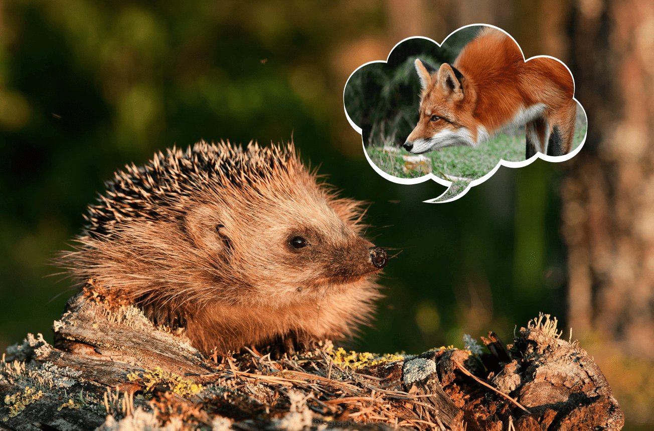 Концепція їжака та лисиці