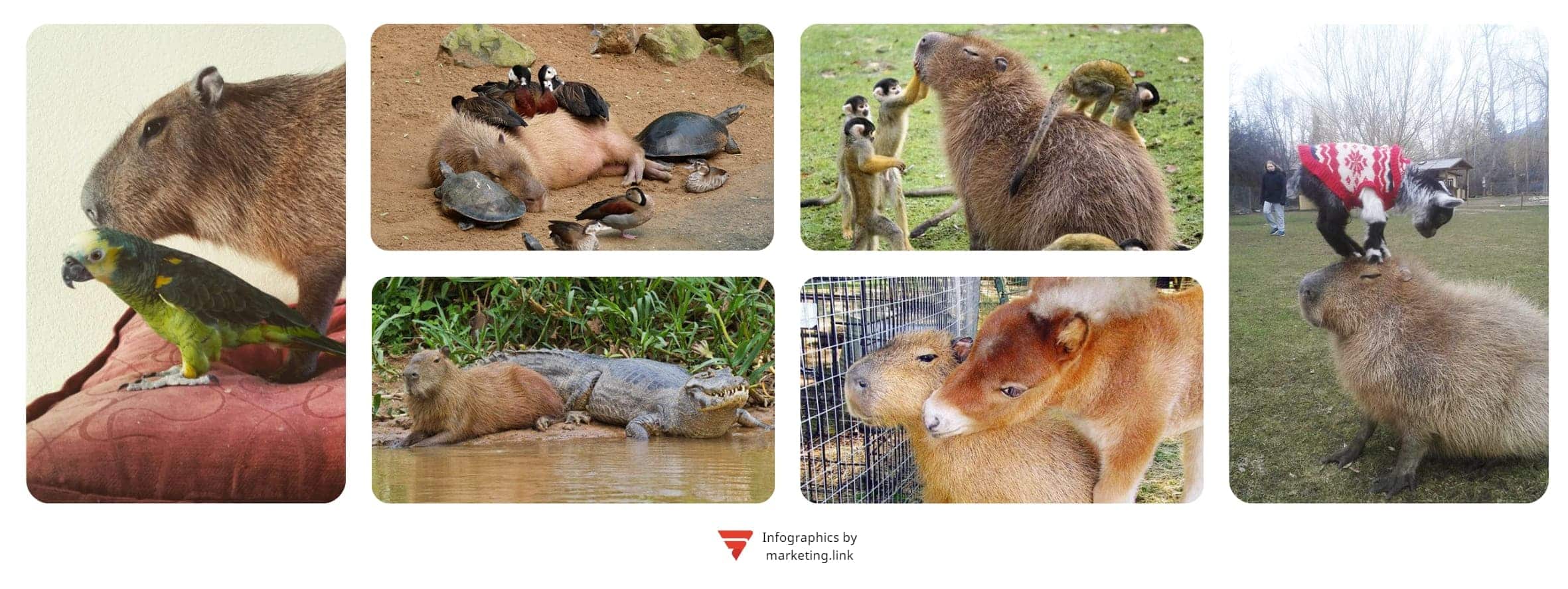 Капибара — пример из животного мира, как нужно находить пути к взаимопониманию с разными животными: от хищников до травоядных