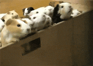 Як відділу продажів працювати з лідами з Facebook